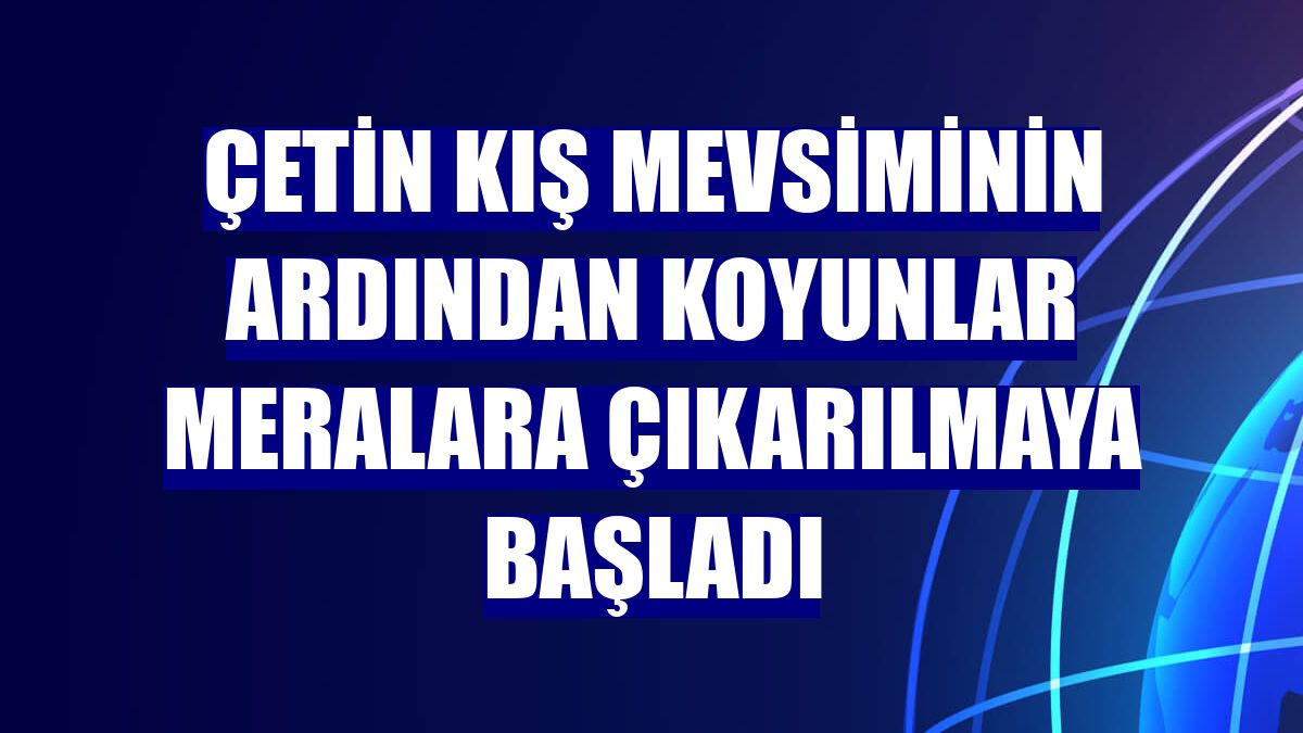 Çetin kış mevsiminin ardından koyunlar meralara çıkarılmaya başladı