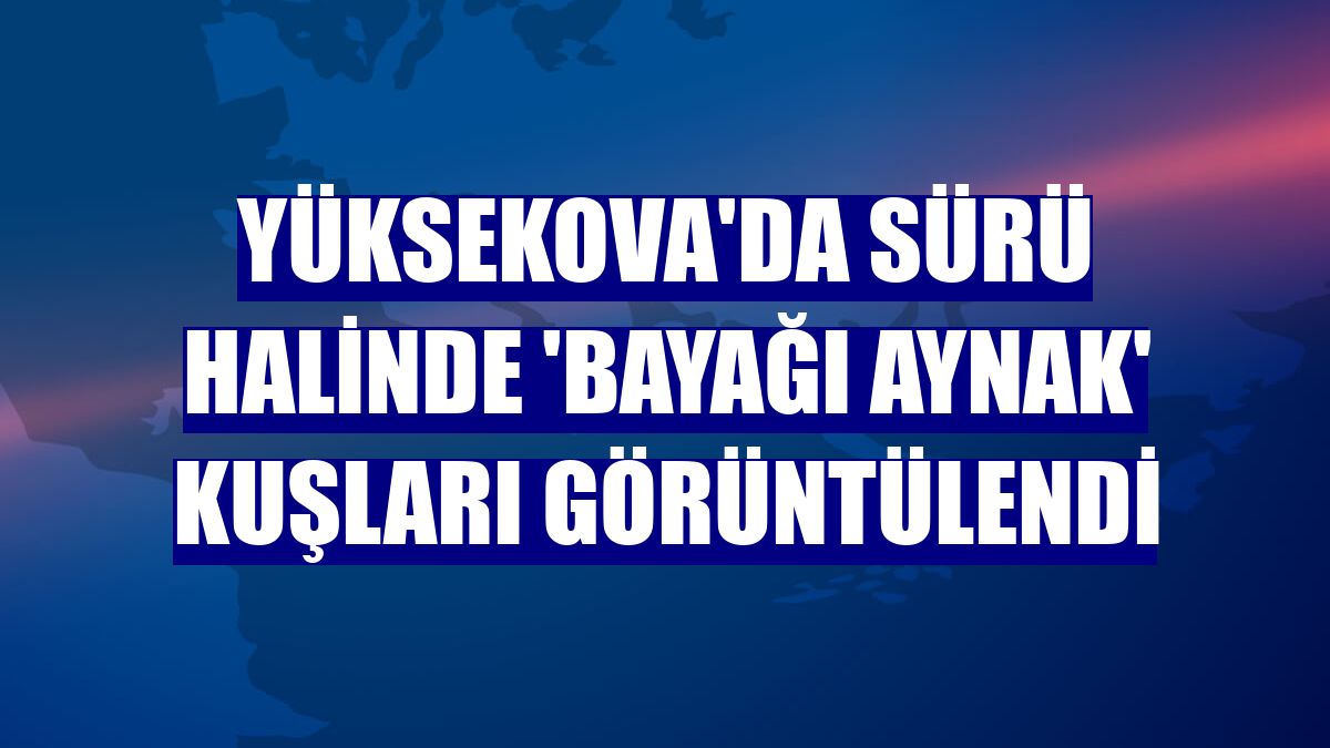 Yüksekova'da sürü halinde 'bayağı aynak' kuşları görüntülendi