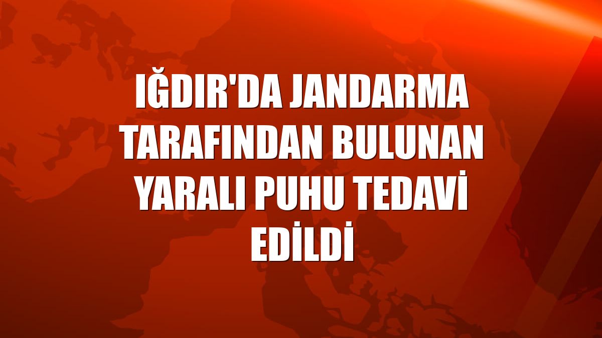 Iğdır'da jandarma tarafından bulunan yaralı puhu tedavi edildi