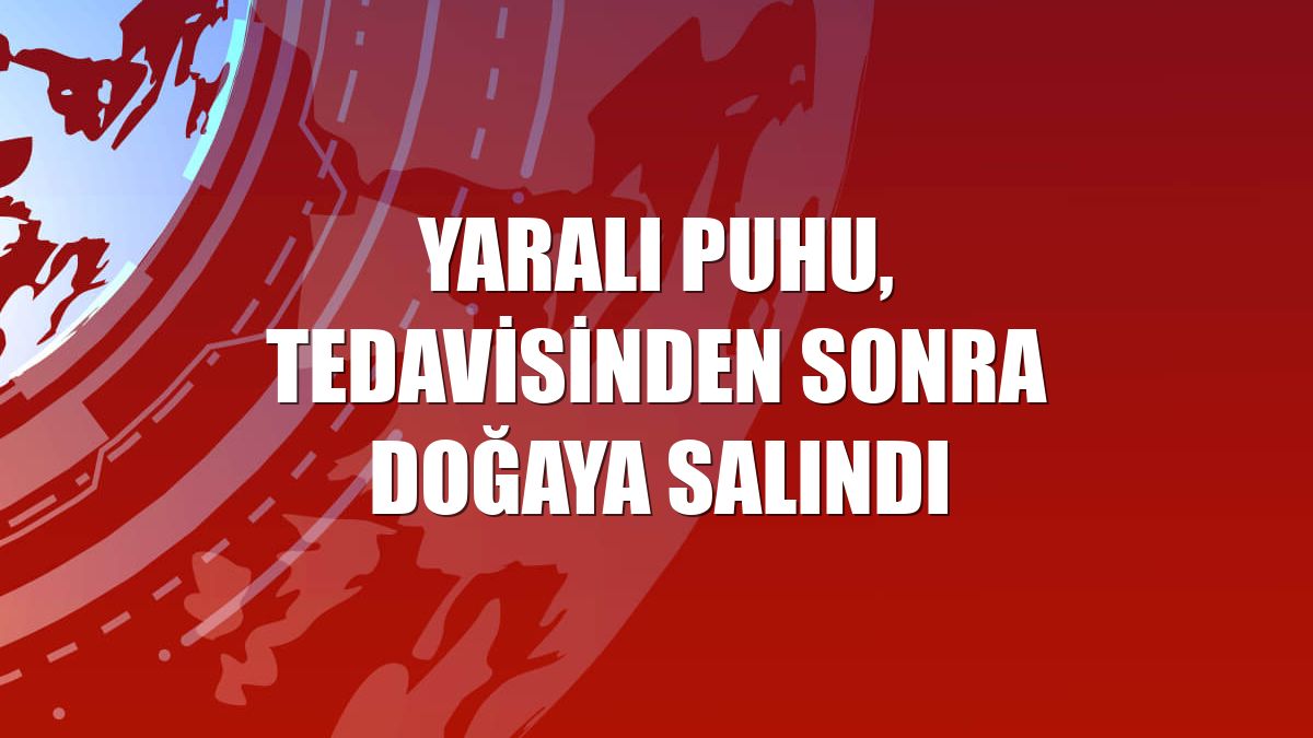 Yaralı puhu, tedavisinden sonra doğaya salındı
