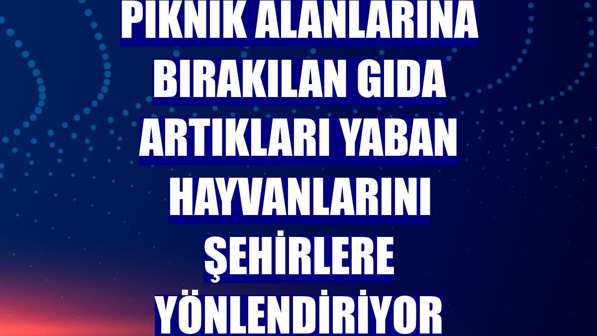 Piknik alanlarına bırakılan gıda artıkları yaban hayvanlarını şehirlere yönlendiriyor