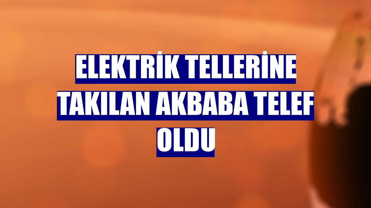 Elektrik tellerine takılan akbaba telef oldu