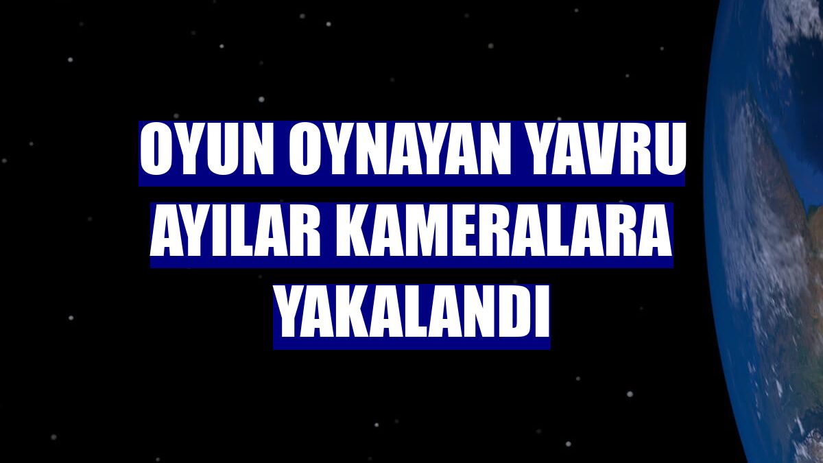 Oyun oynayan yavru ayılar kameralara yakalandı