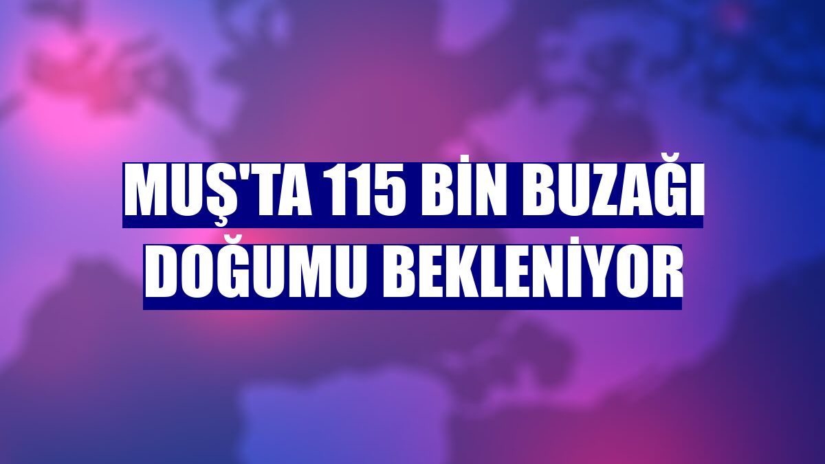 Muş'ta 115 bin buzağı doğumu bekleniyor