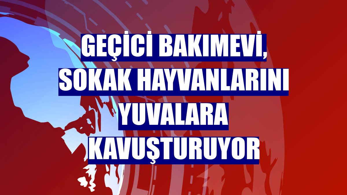 Geçici bakımevi, sokak hayvanlarını yuvalara kavuşturuyor