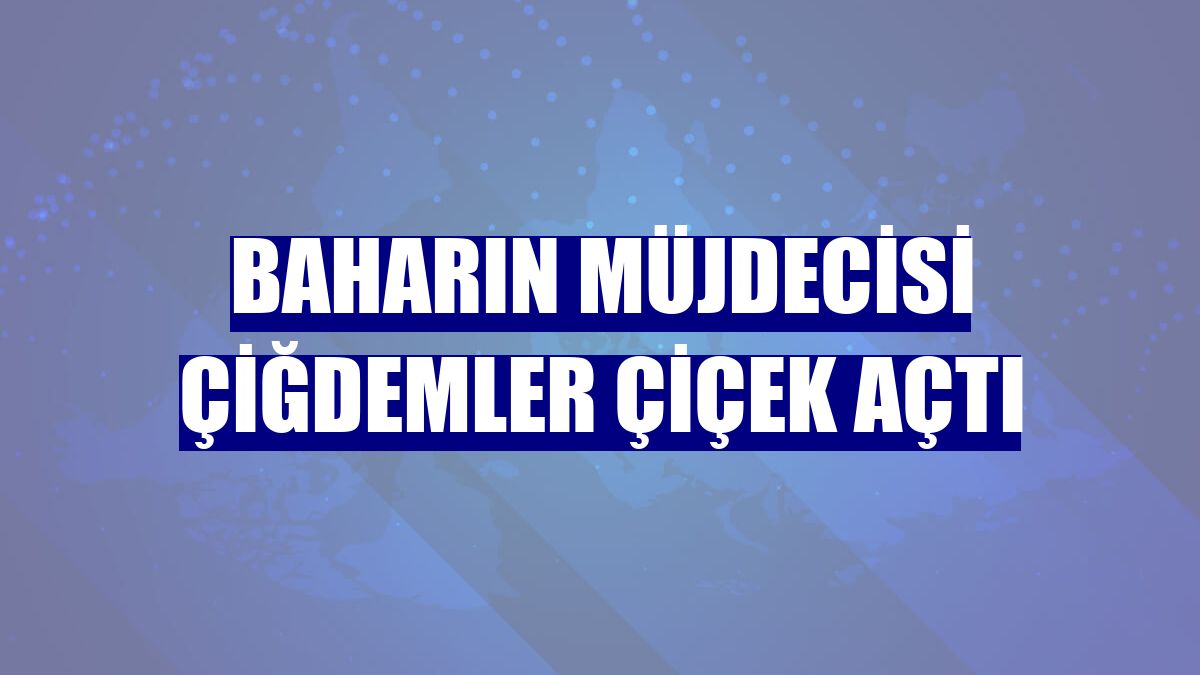 Baharın müjdecisi çiğdemler çiçek açtı