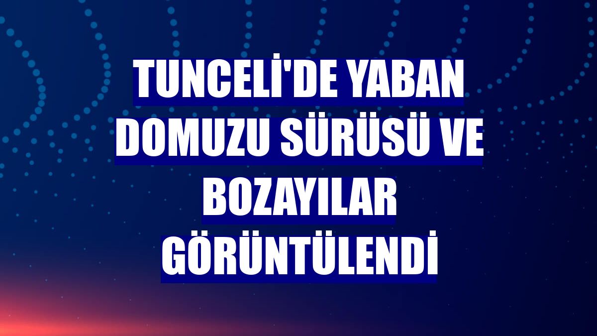 Tunceli'de yaban domuzu sürüsü ve bozayılar görüntülendi