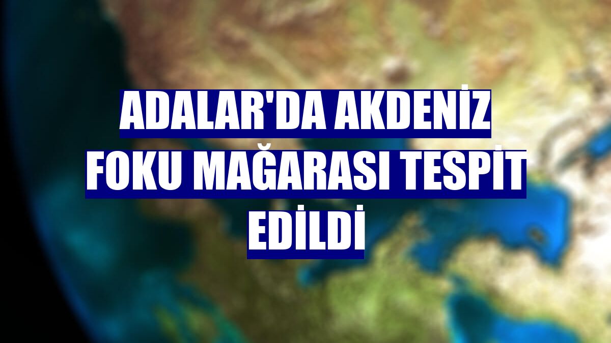 Adalar'da Akdeniz foku mağarası tespit edildi