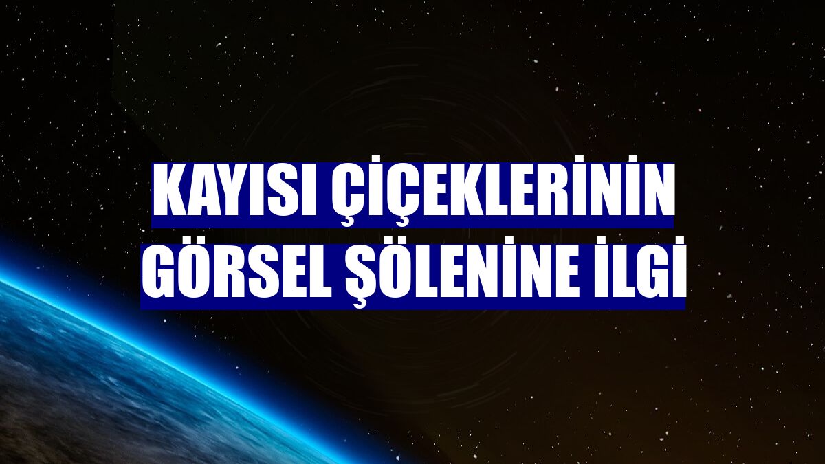 Kayısı çiçeklerinin görsel şölenine ilgi