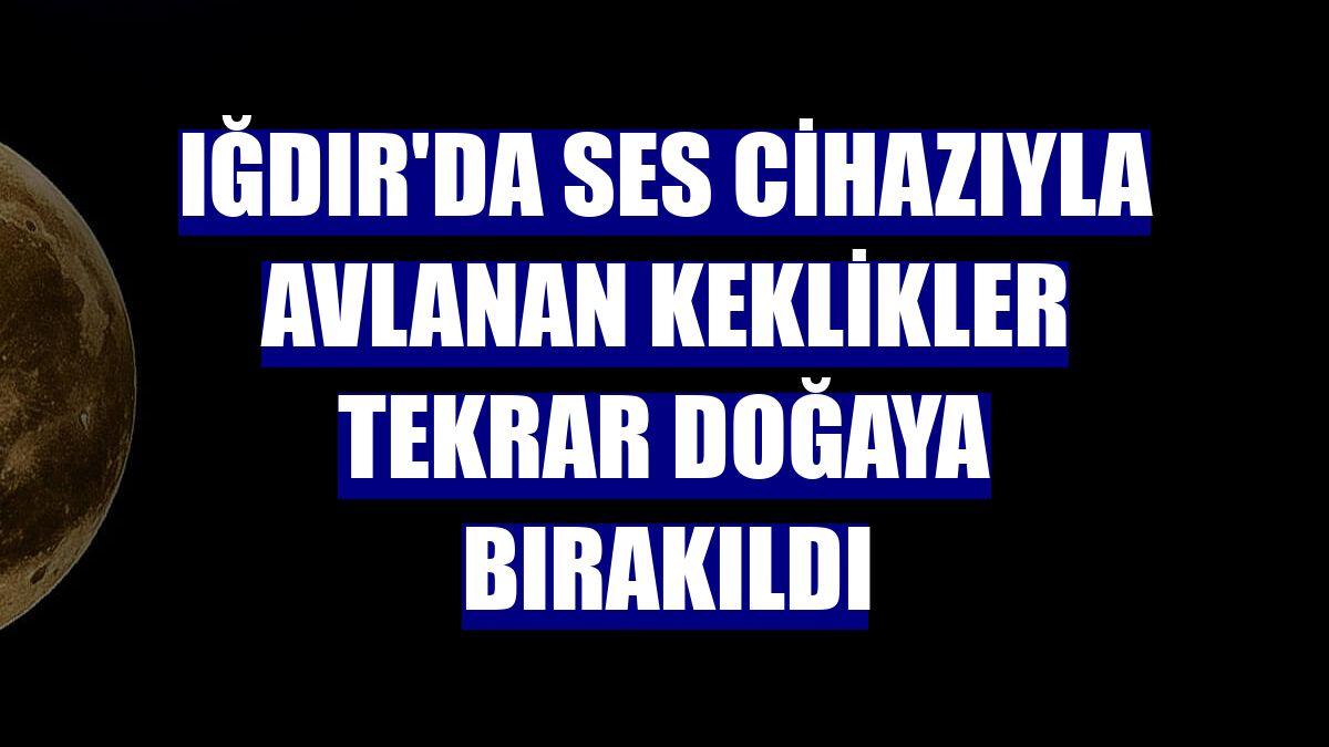 Iğdır'da ses cihazıyla avlanan keklikler tekrar doğaya bırakıldı