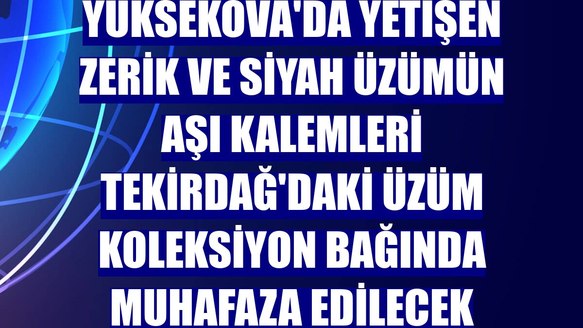 Yüksekova'da yetişen zerik ve siyah üzümün aşı kalemleri Tekirdağ'daki üzüm koleksiyon bağında muhafaza edilecek