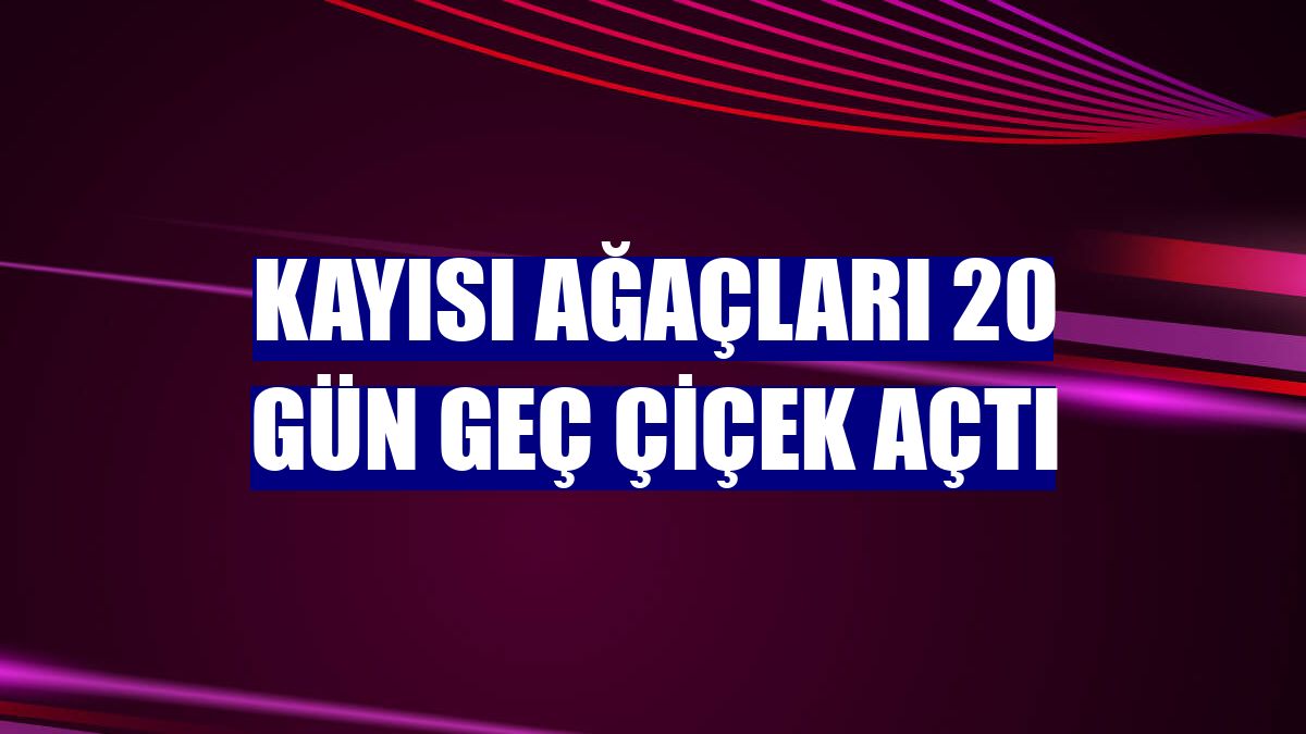Kayısı ağaçları 20 gün geç çiçek açtı
