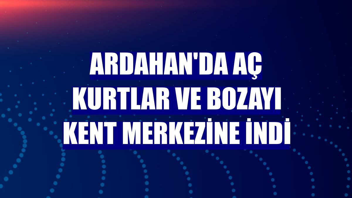 Ardahan'da aç kurtlar ve bozayı kent merkezine indi