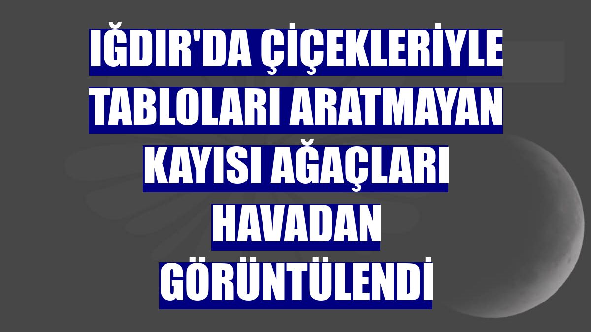 Iğdır'da çiçekleriyle tabloları aratmayan kayısı ağaçları havadan görüntülendi