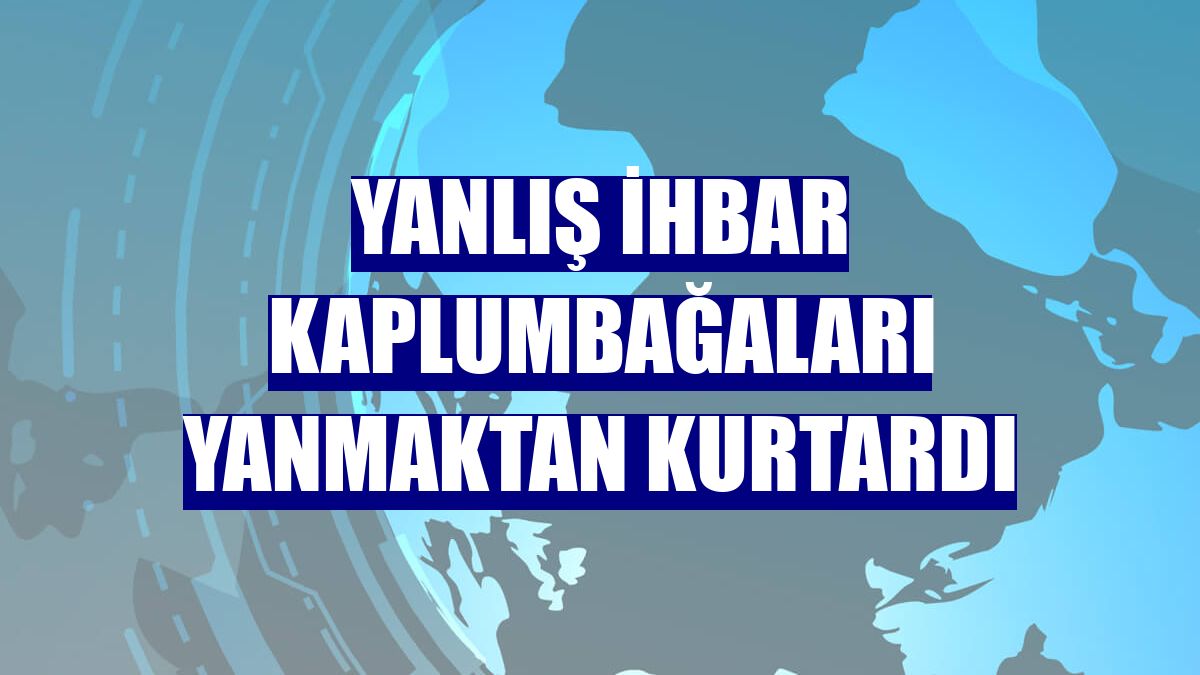Yanlış ihbar kaplumbağaları yanmaktan kurtardı