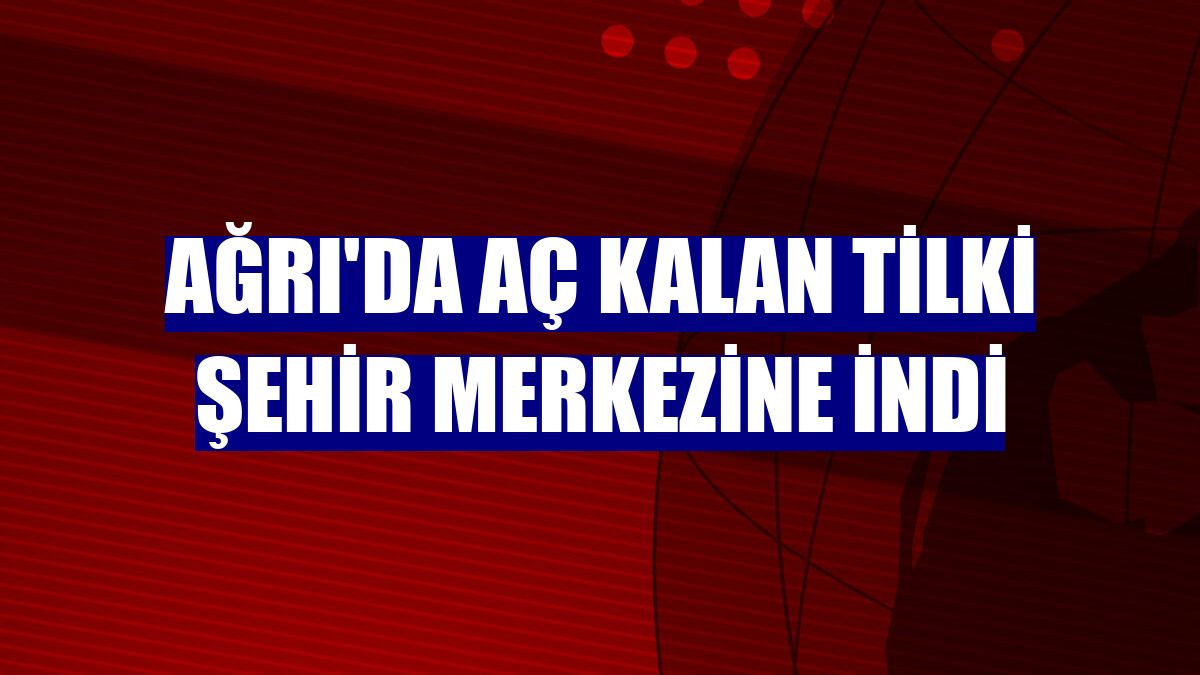 Ağrı'da aç kalan tilki şehir merkezine indi