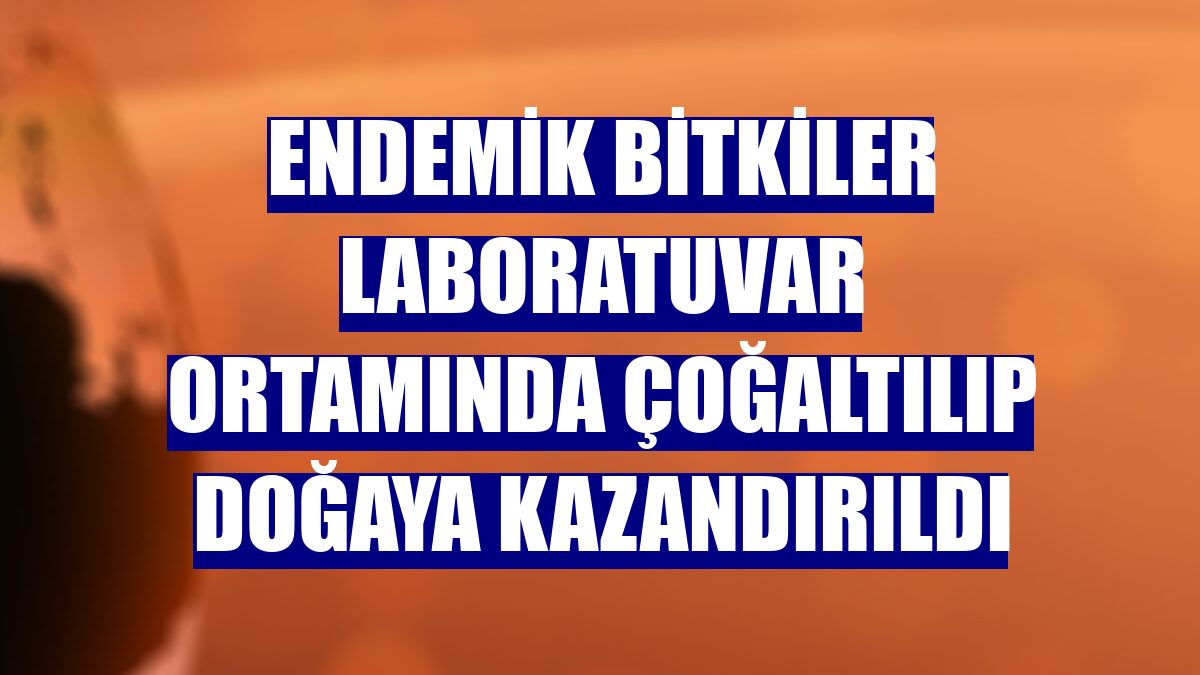 Endemik bitkiler laboratuvar ortamında çoğaltılıp doğaya kazandırıldı