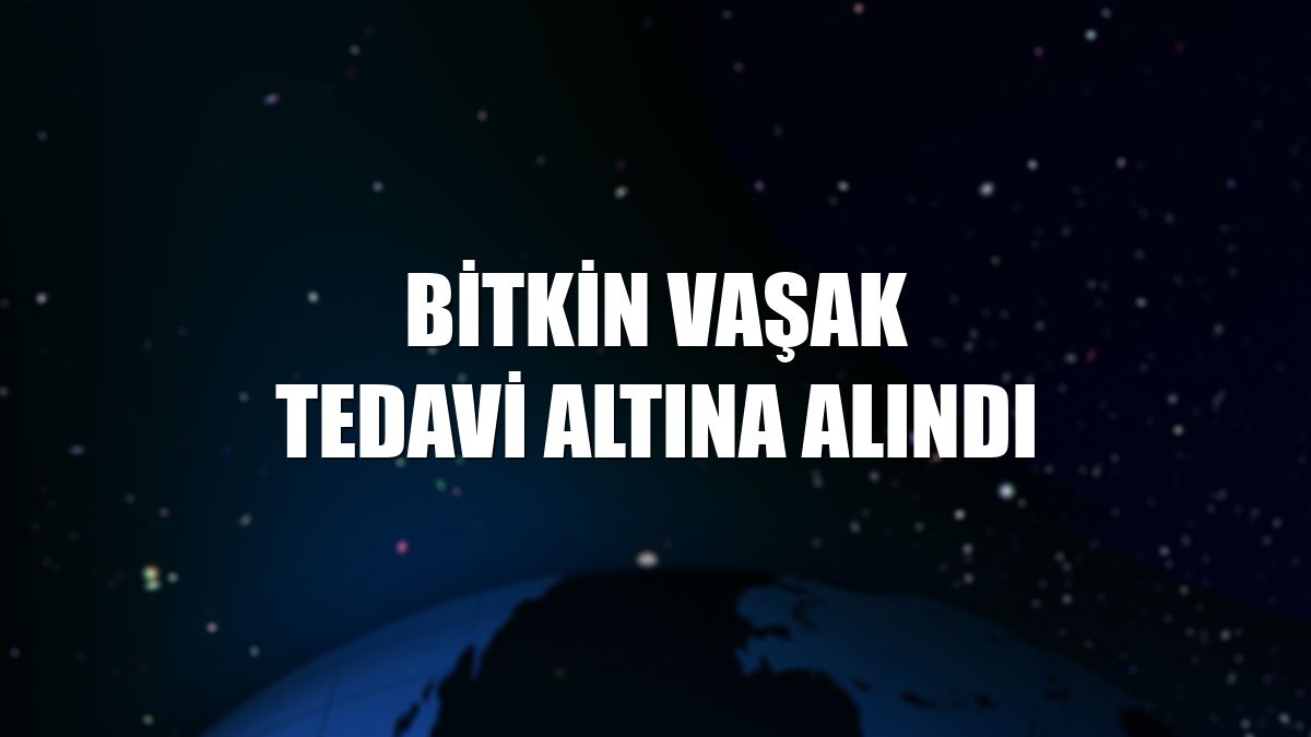 Bitkin vaşak tedavi altına alındı