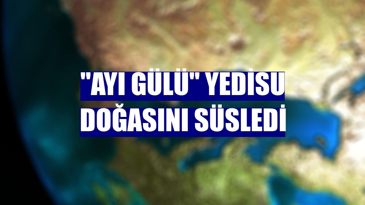 "Ayı gülü" Yedisu doğasını süsledi