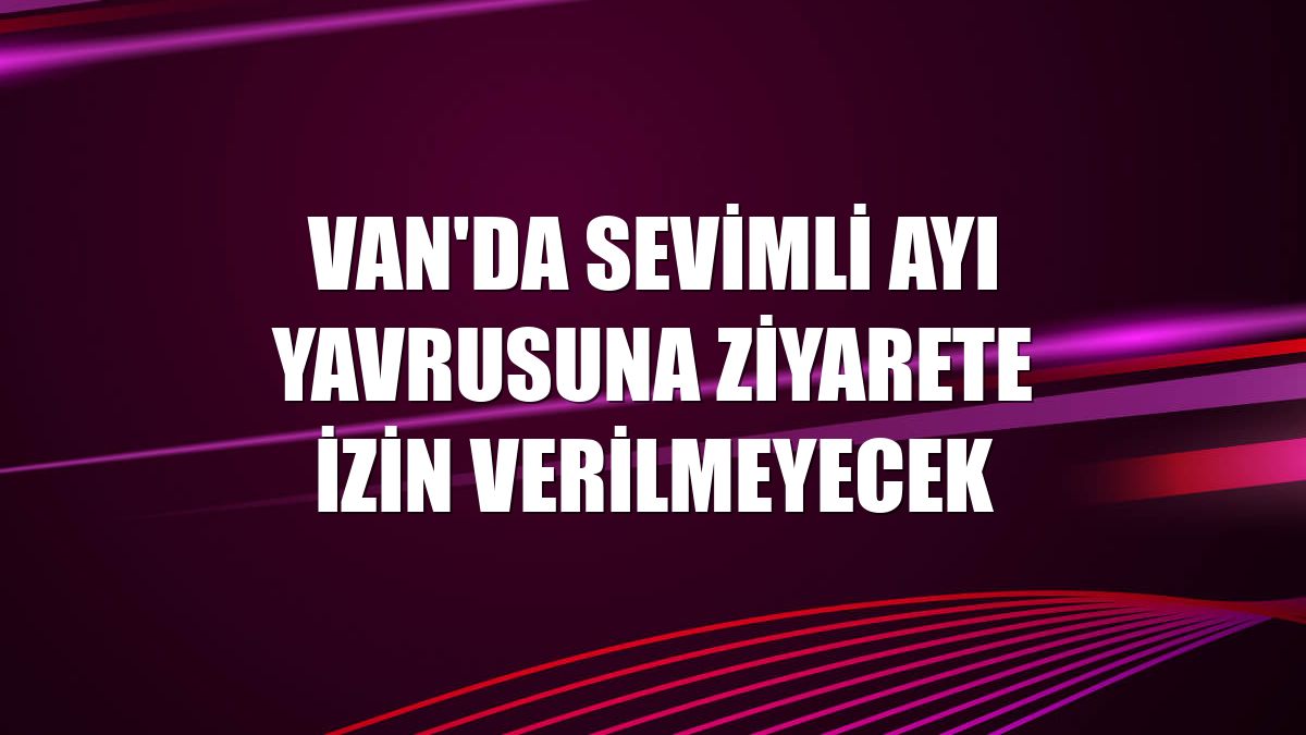 Van'da sevimli ayı yavrusuna ziyarete izin verilmeyecek