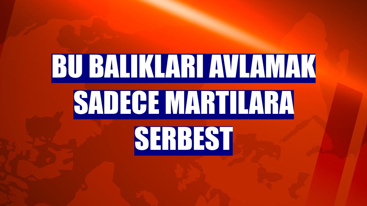 Bu balıkları avlamak sadece martılara serbest