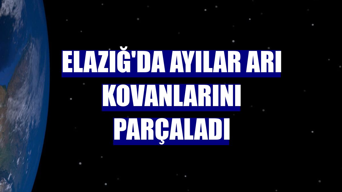 Elazığ'da ayılar arı kovanlarını parçaladı