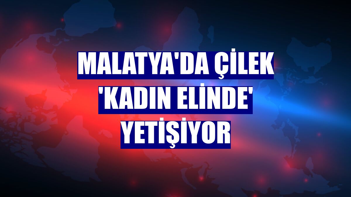 Malatya'da çilek 'kadın elinde' yetişiyor