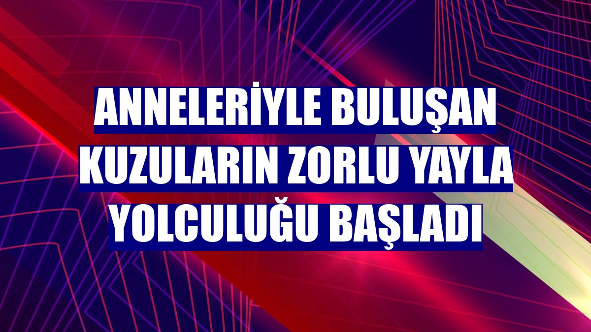 Anneleriyle buluşan kuzuların zorlu yayla yolculuğu başladı