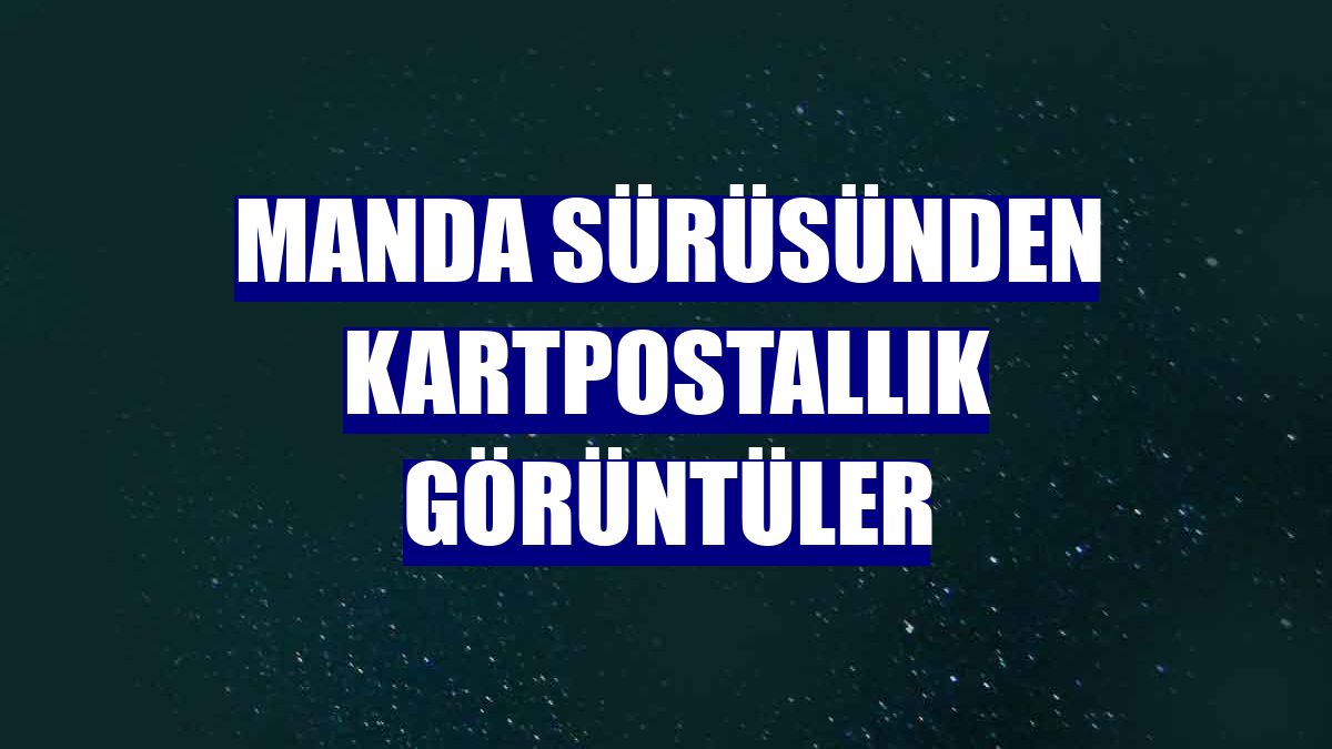 Manda sürüsünden kartpostallık görüntüler
