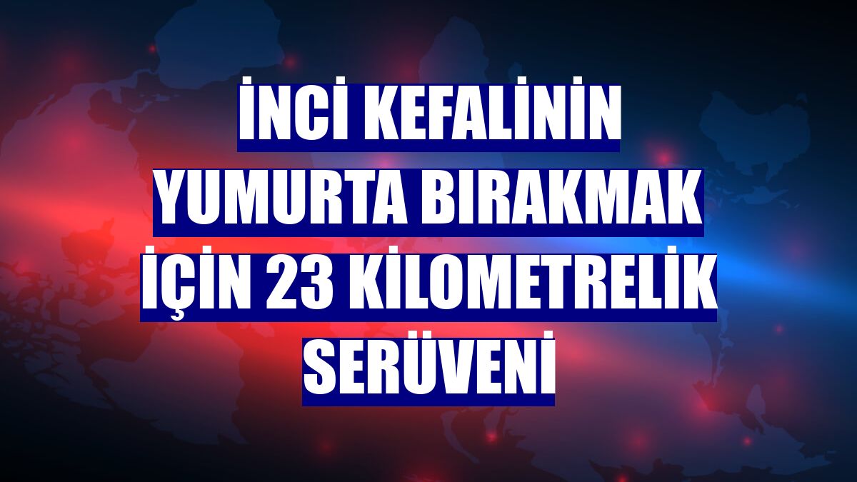 İnci kefalinin yumurta bırakmak için 23 kilometrelik serüveni