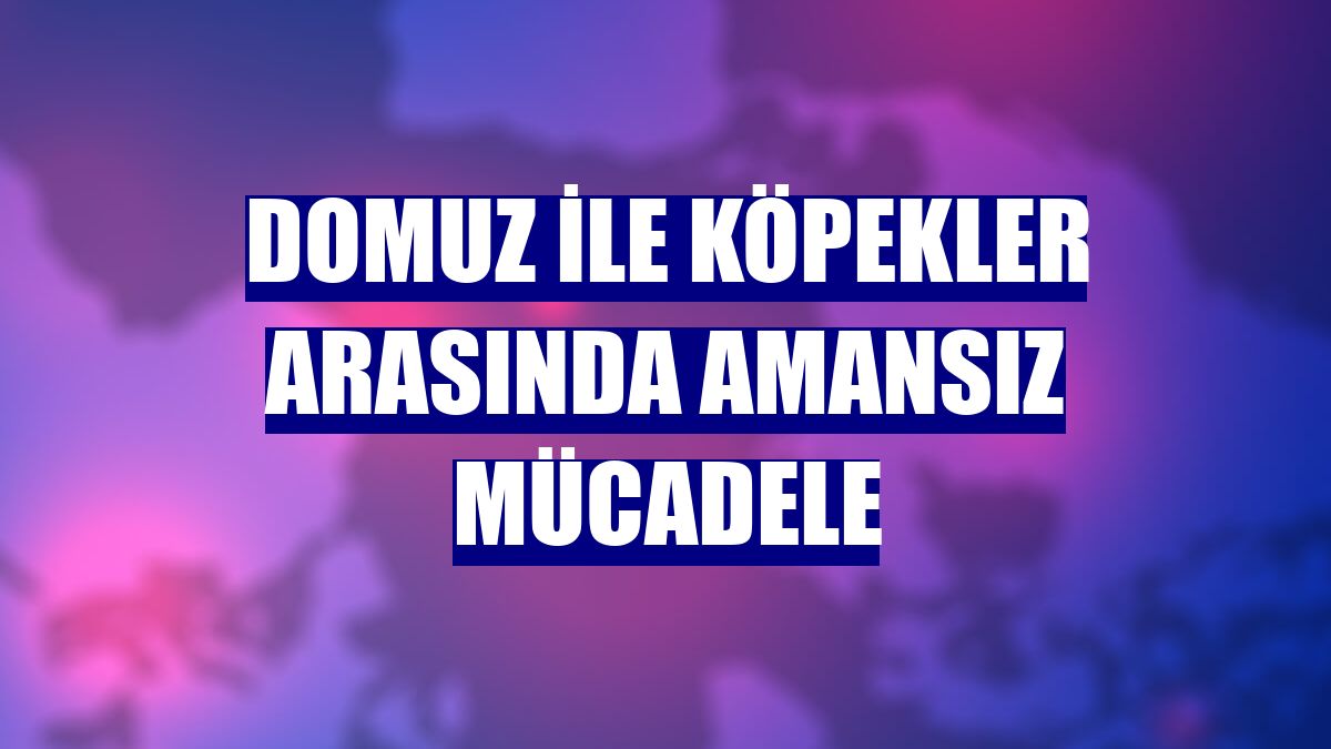 Domuz ile köpekler arasında amansız mücadele
