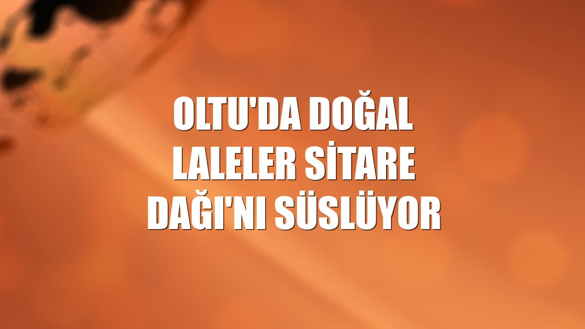 Oltu'da doğal laleler Sitare Dağı'nı süslüyor