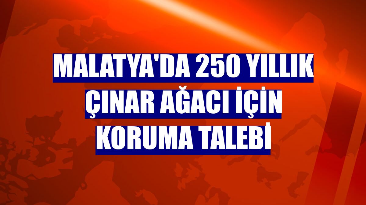 Malatya'da 250 yıllık çınar ağacı için koruma talebi