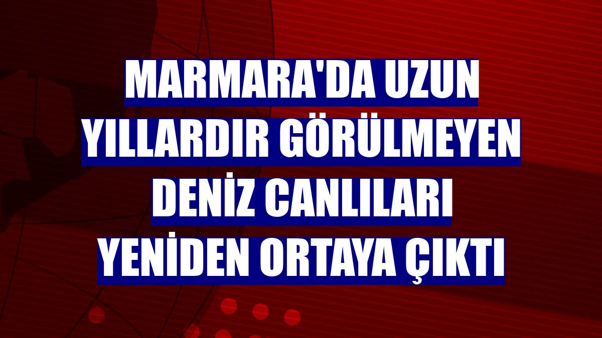 Marmara'da uzun yıllardır görülmeyen deniz canlıları yeniden ortaya çıktı