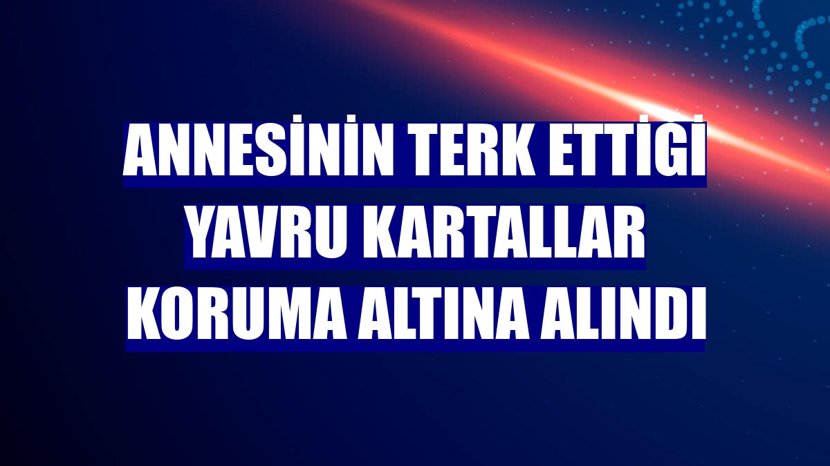 Annesinin terk ettiği yavru kartallar koruma altına alındı