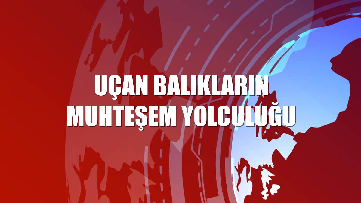 Uçan balıkların muhteşem yolculuğu