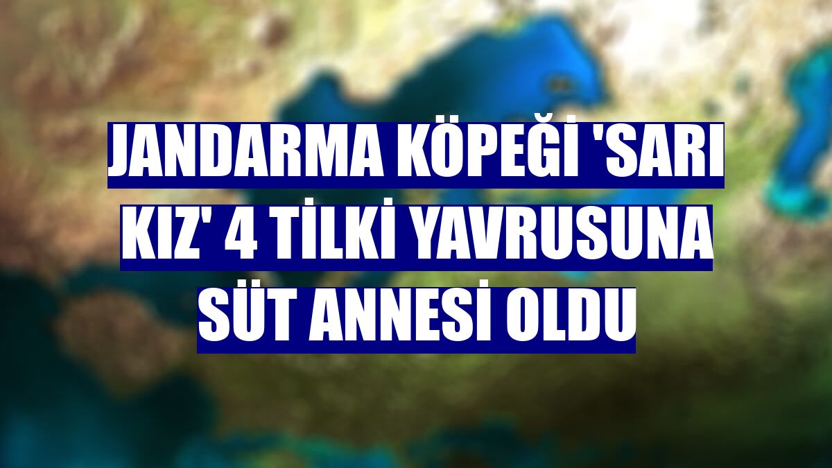 Jandarma köpeği 'Sarı Kız' 4 tilki yavrusuna süt annesi oldu