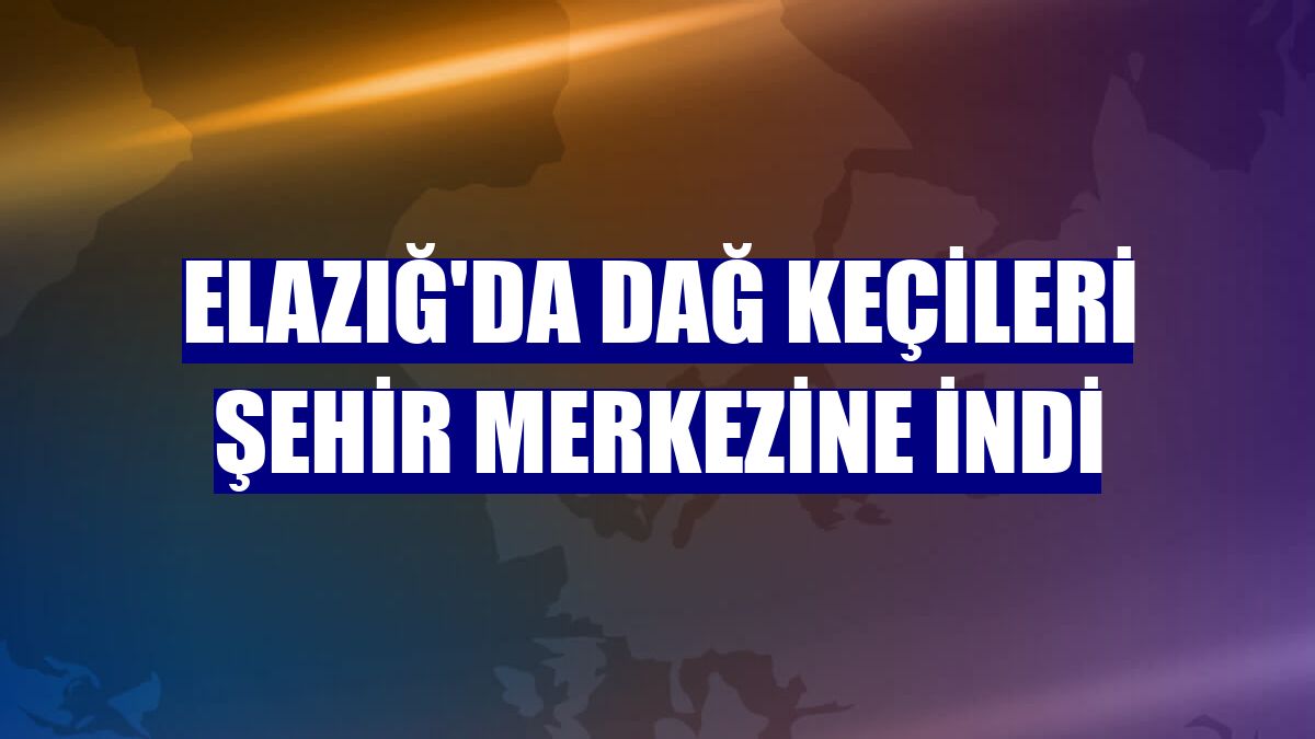 Elazığ'da dağ keçileri şehir merkezine indi
