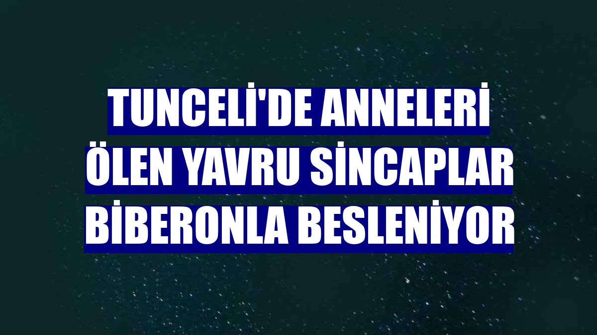 Tunceli'de anneleri ölen yavru sincaplar biberonla besleniyor