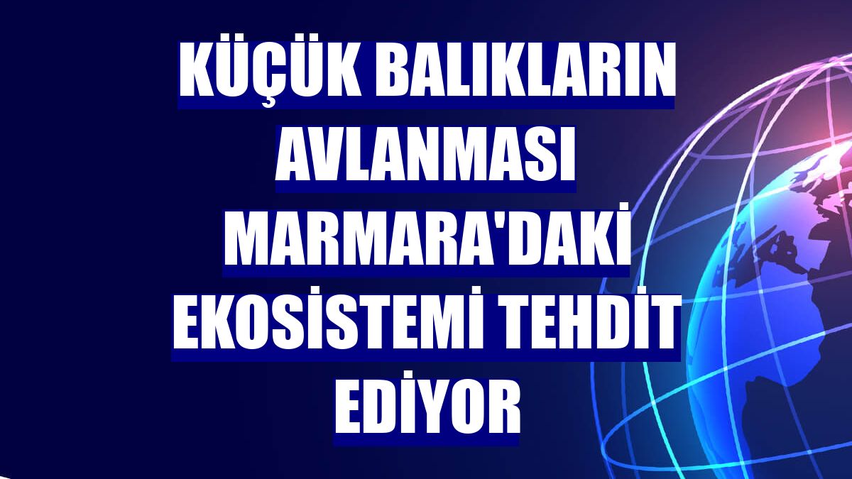 Küçük balıkların avlanması Marmara'daki ekosistemi tehdit ediyor