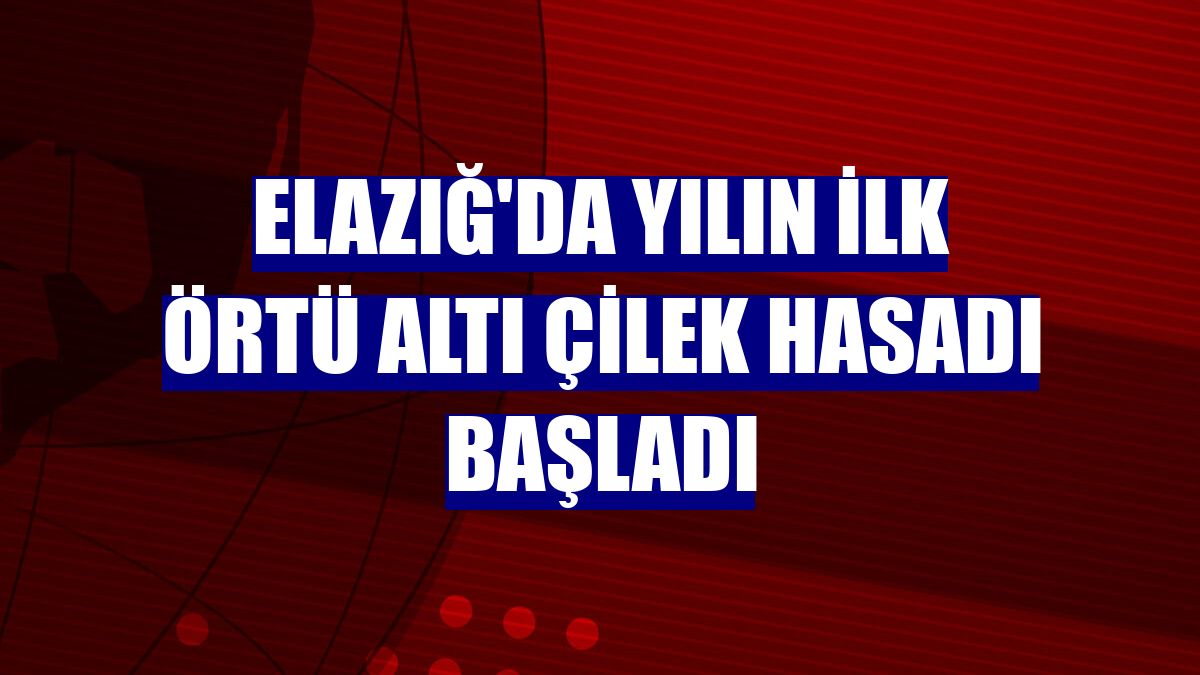 Elazığ'da yılın ilk örtü altı çilek hasadı başladı
