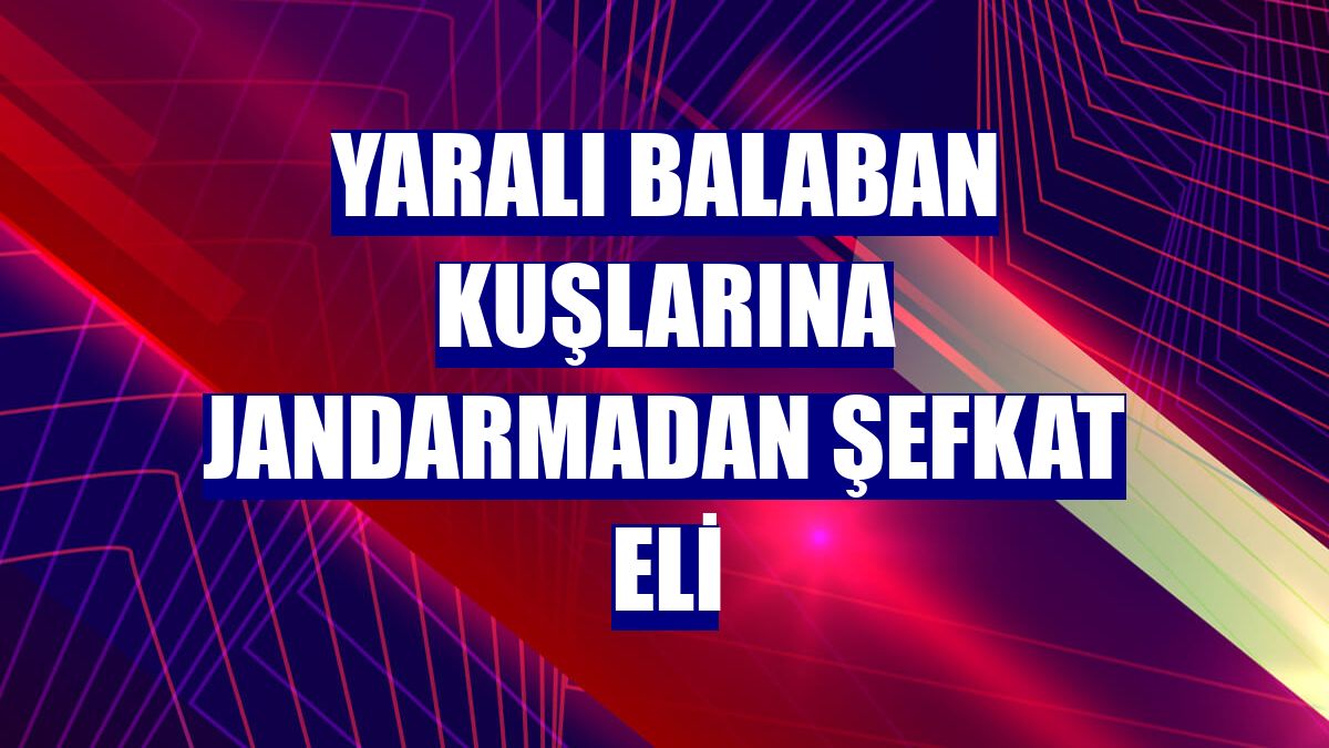 Yaralı balaban kuşlarına jandarmadan şefkat eli