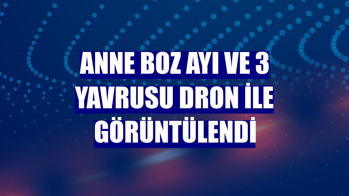 Anne boz ayı ve 3 yavrusu dron ile görüntülendi