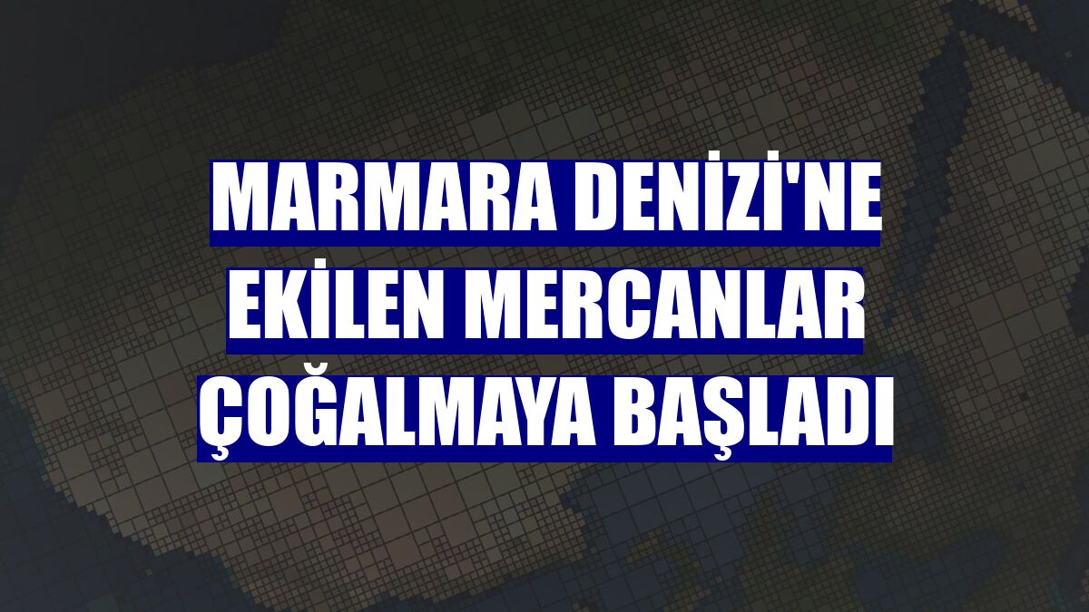 Marmara Denizi'ne ekilen mercanlar çoğalmaya başladı
