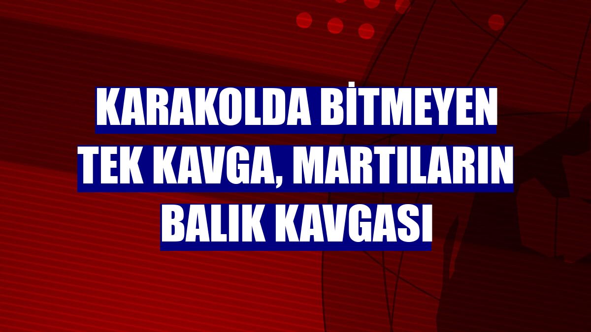 Karakolda bitmeyen tek kavga, martıların balık kavgası
