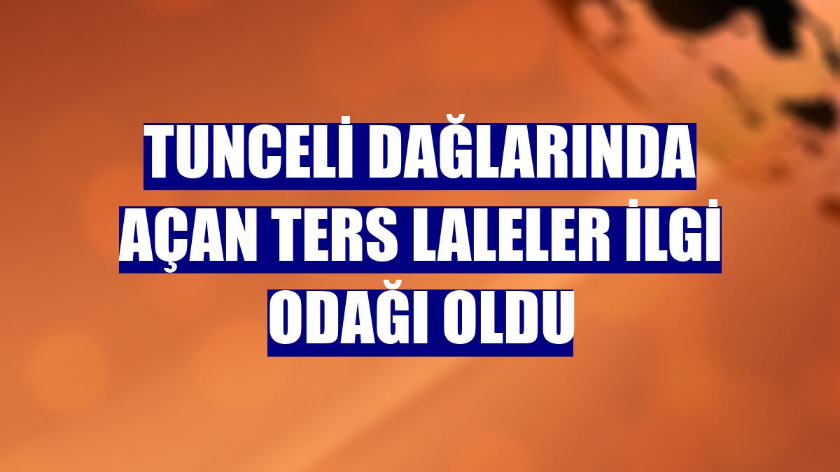 Tunceli dağlarında açan ters laleler ilgi odağı oldu