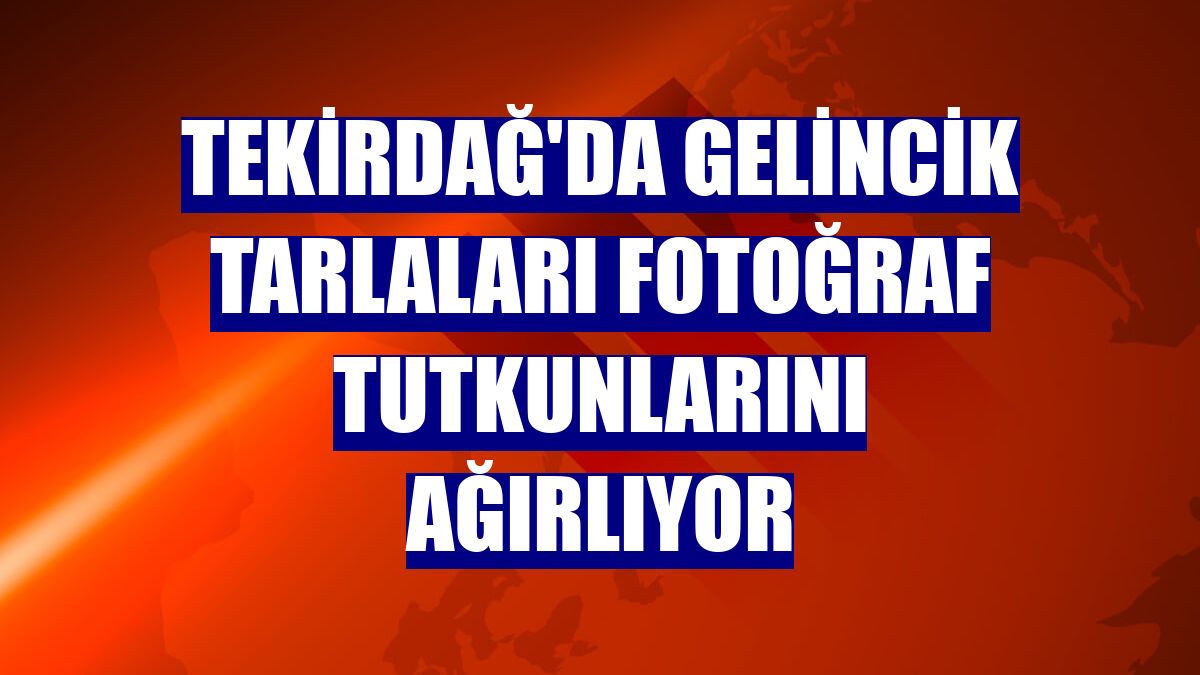 Tekirdağ'da gelincik tarlaları fotoğraf tutkunlarını ağırlıyor