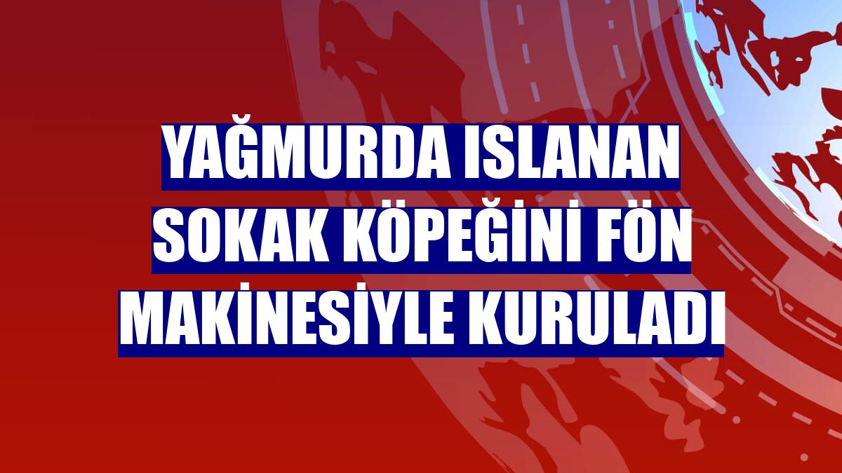 Yağmurda ıslanan sokak köpeğini fön makinesiyle kuruladı
