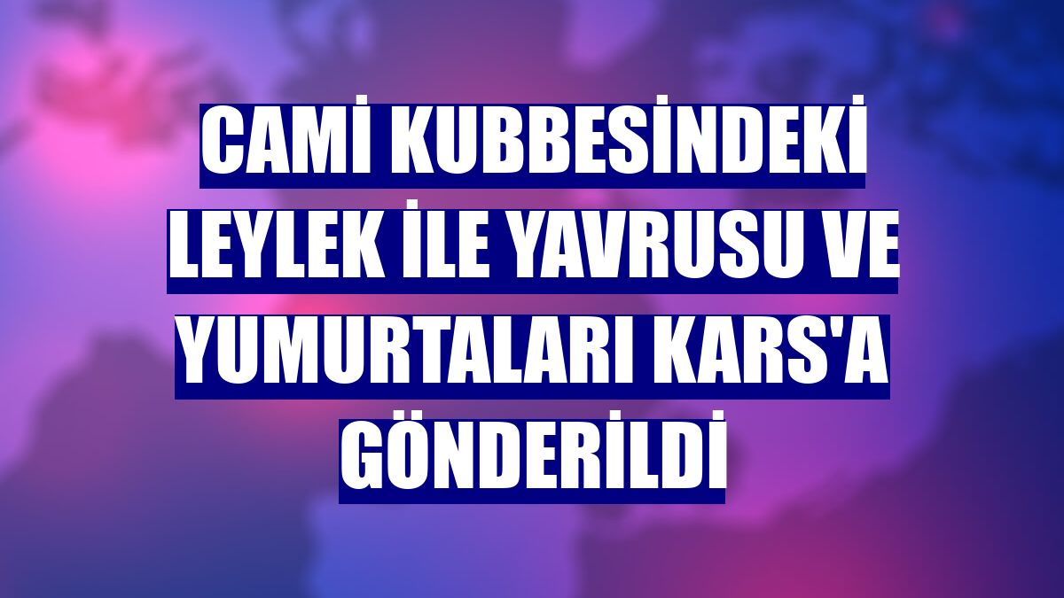 Cami kubbesindeki leylek ile yavrusu ve yumurtaları Kars'a gönderildi