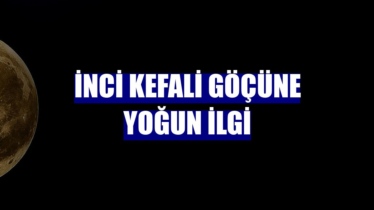 İnci kefali göçüne yoğun ilgi